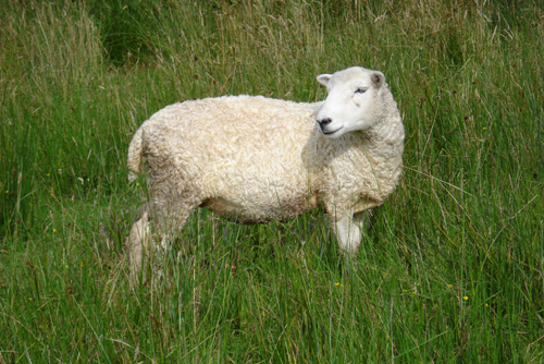 lone-sheep-20-july-08-reduced.jpg