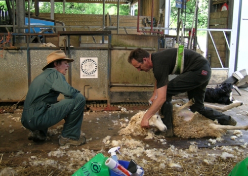 Simon Cooper sheep shearing 2, 10 June 2007