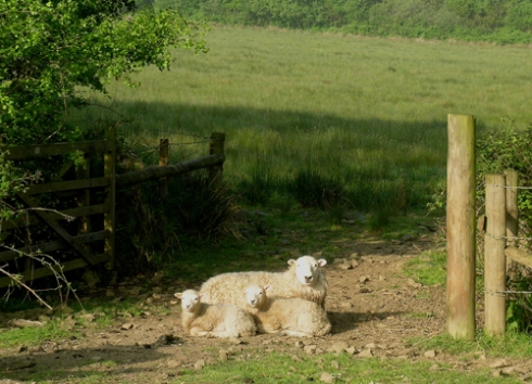 White-face Dartmoor twins and ewe 2, Locks Park, 5 May 2007 v2