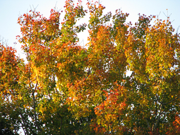 aspen-leaves-2-hannaborough-19-oct-07-reduced.jpg