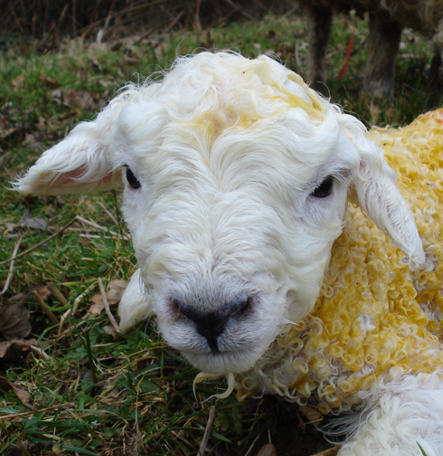 new born ram lamb