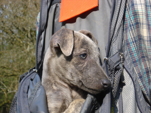 to help new puppies aclimatise themselves with the farm and surrounds whilst keeping safe, I carry them in a rucksack in between letting them explore. Willow has taken to this means of transport like a duck to water