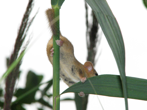 dormouse of reed